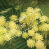 Acacia dealbata Fleur 