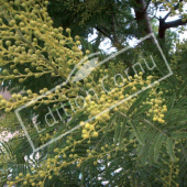 Acacia dealbata Fleur rameau