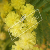 Acacia dealbata détail Fleur