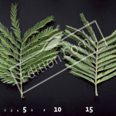 Acacia dealbata feuille CM