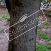 Acacia dealbata tronc