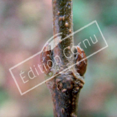 Acer buergerianum bourgeon axillaire