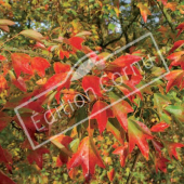 Acer buergerianum feuille automne