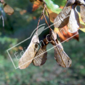 Acer buergerianum fruit