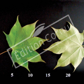 Acer cappadocicum CM