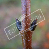 Acer griseum bourgeon axillaire