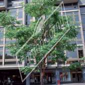 Acer griseum entier été