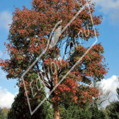 Acer griseum entier automne