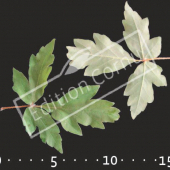 Acer griseum feuille CM