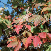 Acer griseum feuille automne