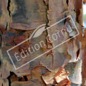 Acer griseum tronc