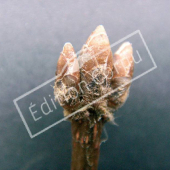 Acer monspessulanum bourgeon terminal