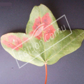 Acer monspessulanum feuille automne