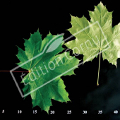 Acer platanoides CM