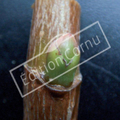Acer platanoides bourgeon axillaire