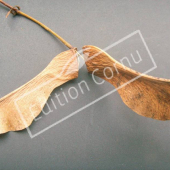 Acer platanoides fruit