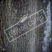 Acer platanoides tronc