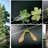Acer pseudoplatanus 5 photos