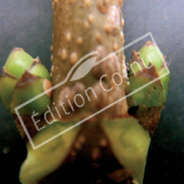 Acer pseudoplatanus bourgeon axillaire