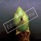 Acer pseudoplatanus bourgeon terminal