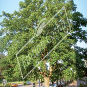 Acer pseudoplatanus entier été