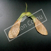 Acer pseudoplatanus fruit