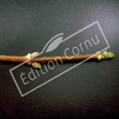 Acer pseudoplatanus rameau