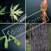 Acer saccharinum 4 photos