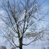 Acer saccharinum entier hiver