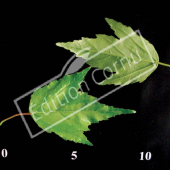 Acer tataricum subsp. ginnala CM