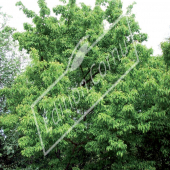 Acer tataricum subsp. ginnala entier été