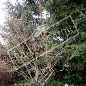 Acer tataricum subsp. ginnala entier hiver