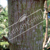 Acer tataricum subsp. ginnala tronc