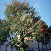 Aesculus X carnea ‘Briotii’ entier fleuri