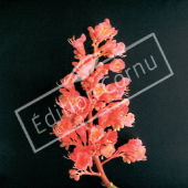 Aesculus X carnea ‘Briotii’ fleur