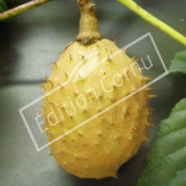Aesculus X carnea ‘Briotii’ fruit