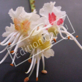 Aesculus hippocastanum fleur détail
