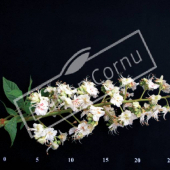 Aesculus hippocastanum fleur
