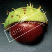 Aesculus hippocastanum fruit