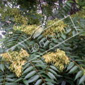 Ailanthus altissima fruit