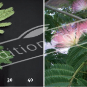 Albizia julibrissin 2 photos