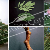 Albizia julibrissin 5 photos