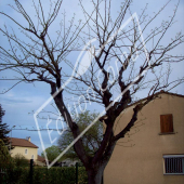 Albizia julibrissin entier hiver