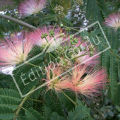 Albizia julibrissin fleur