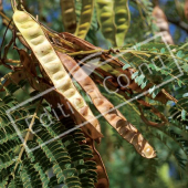 Albizia julibrissin fruit