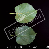 Alnus cordata CM