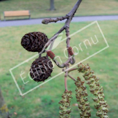 Alnus cordata fruit