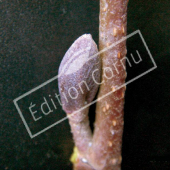 Alnus glutinosa bourgeon axillaire