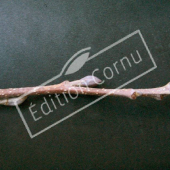 Alnus glutinosa rameau