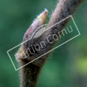 Betula nigra bourgeon axillaire
